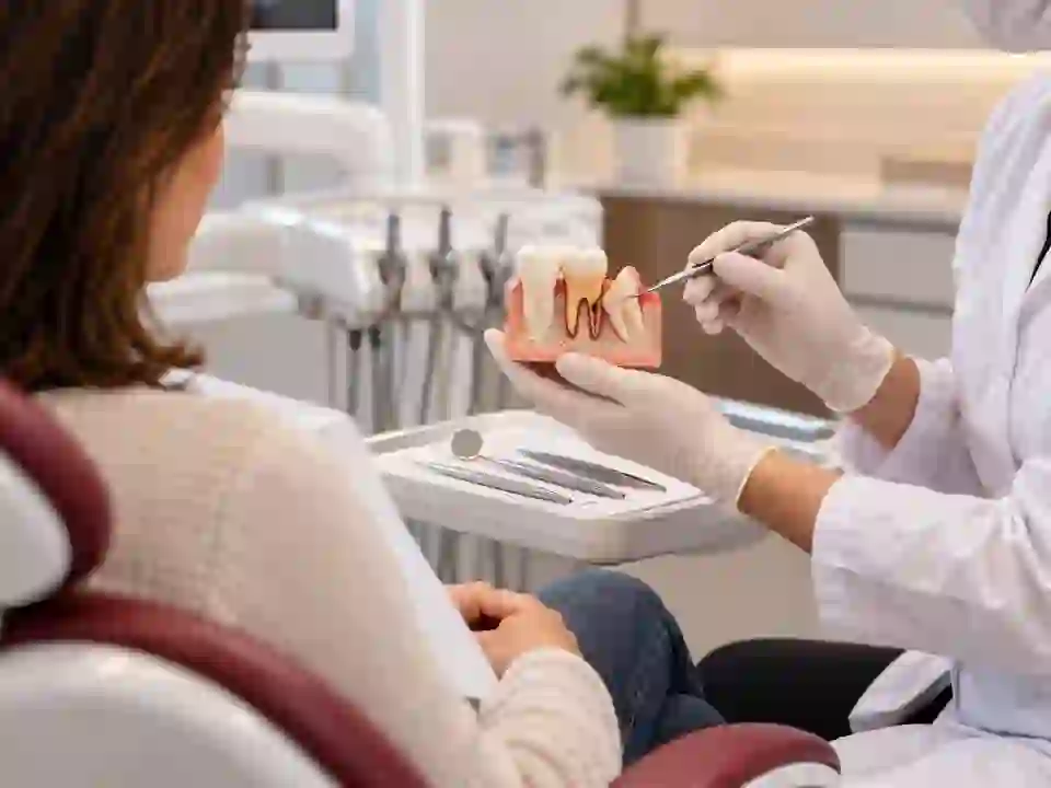 Dental model used to explain crowns and bridges
